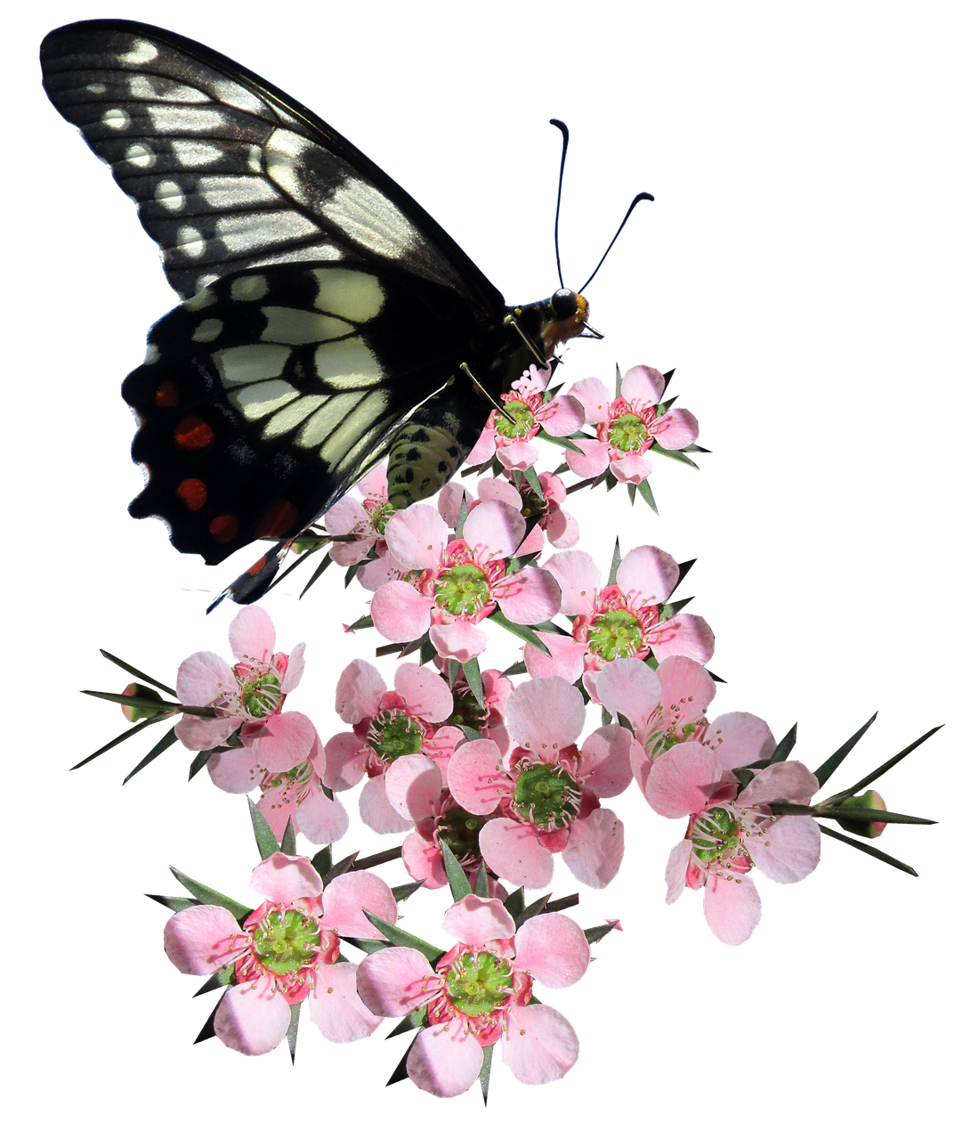 Butterflyon Pink Blossoms