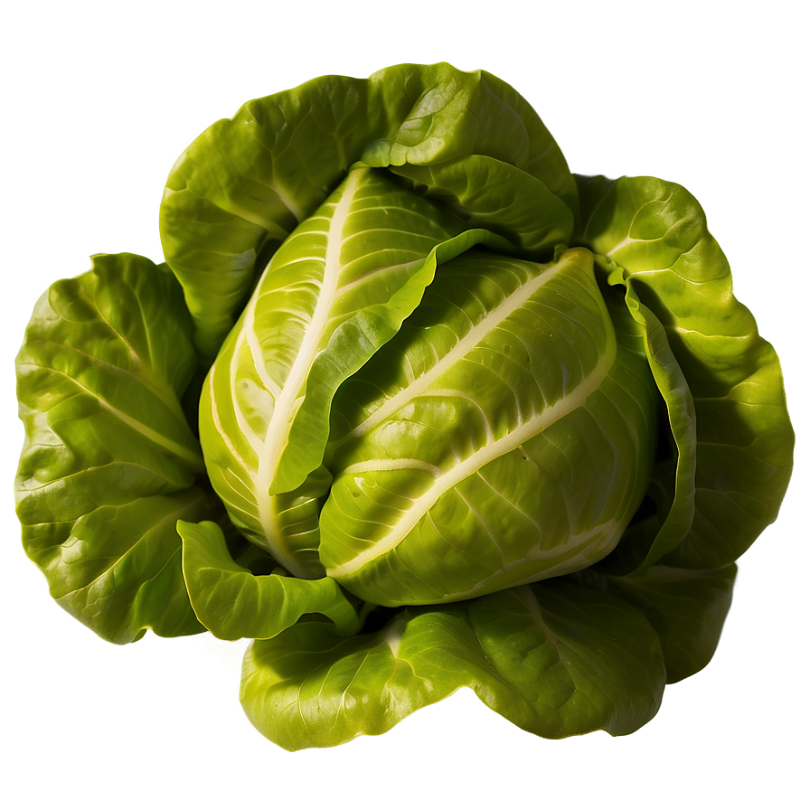 Butterhead Lettuce Png 05242024