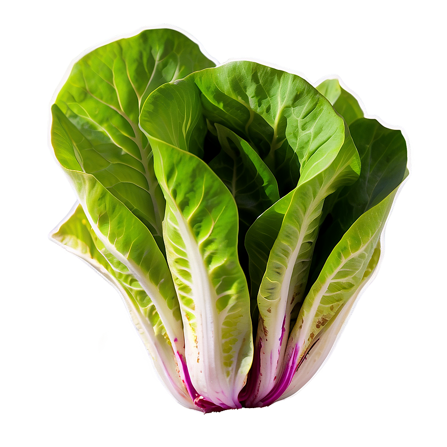 Butterhead Lettuce Png Xtg27