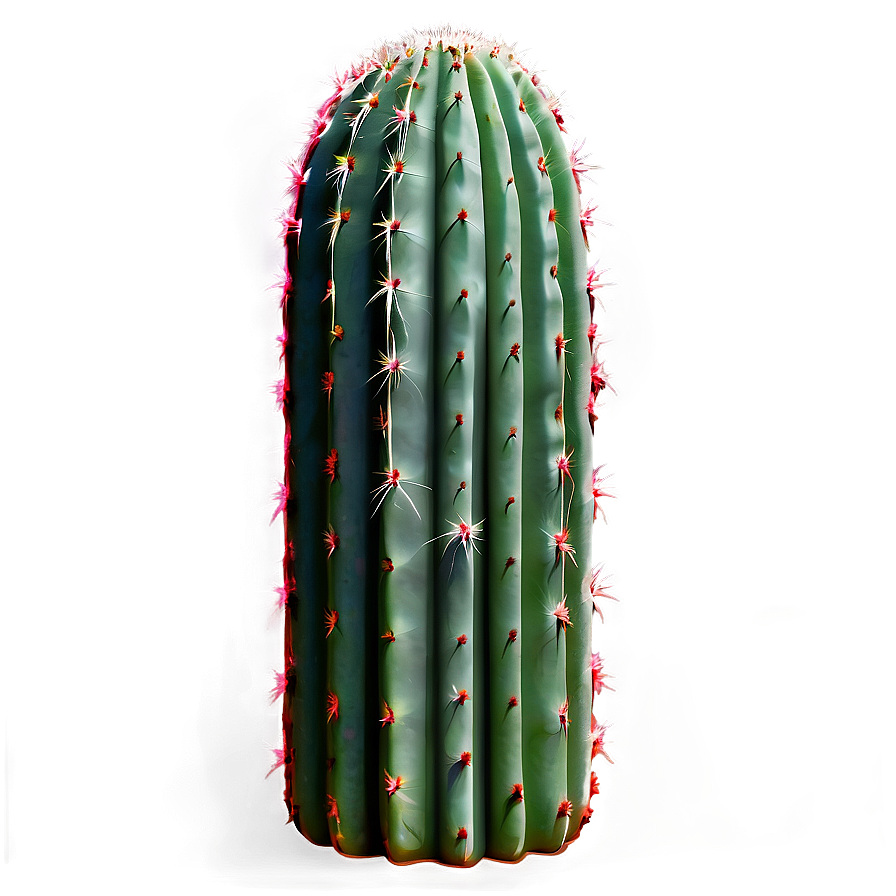 Cactus Set Png Tup