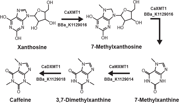 Caffeine Biosynthesis Pathway Diagram