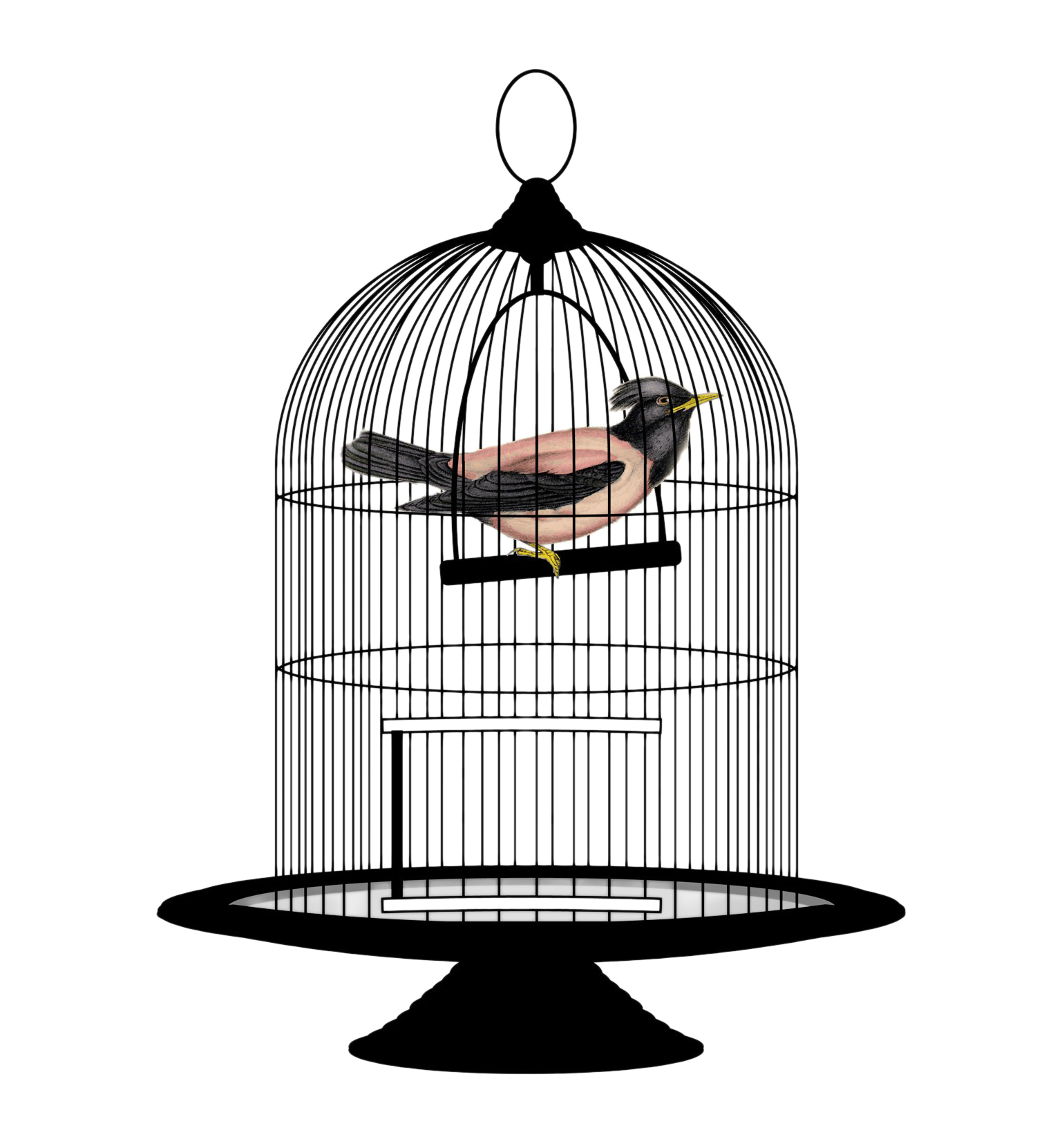 Caged Bird Illustration