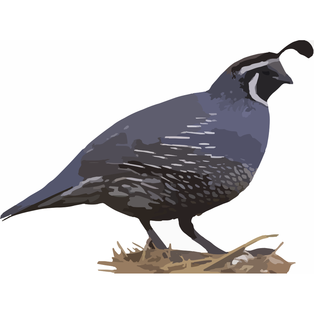 California Quail Illustration