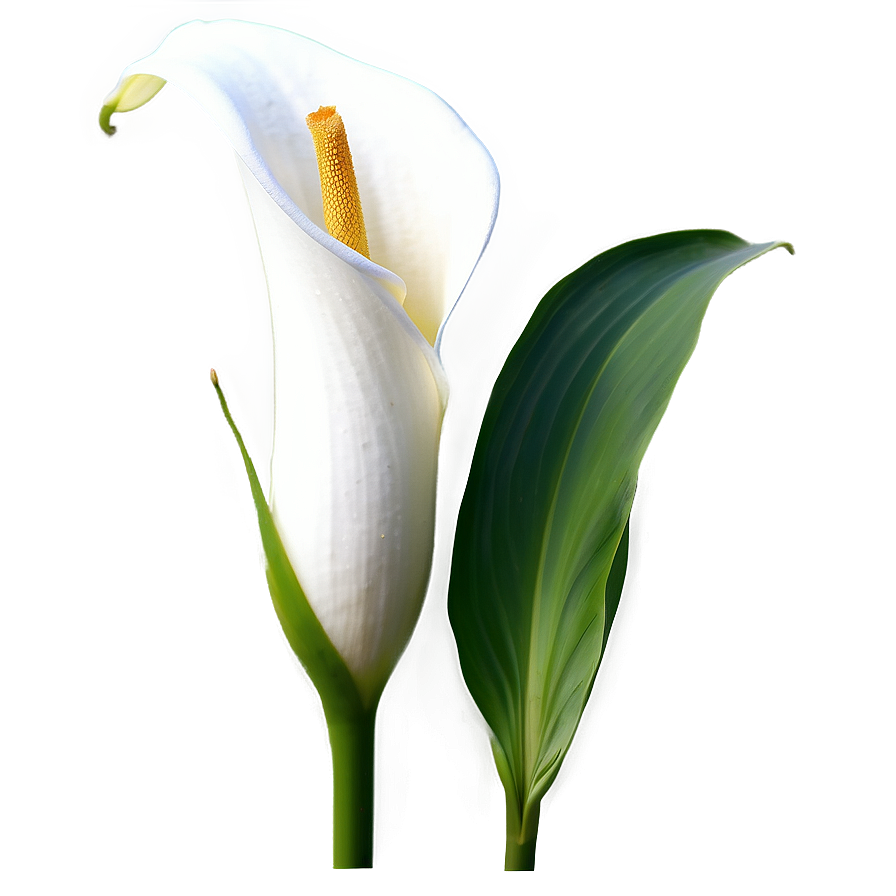 Calla Lily A