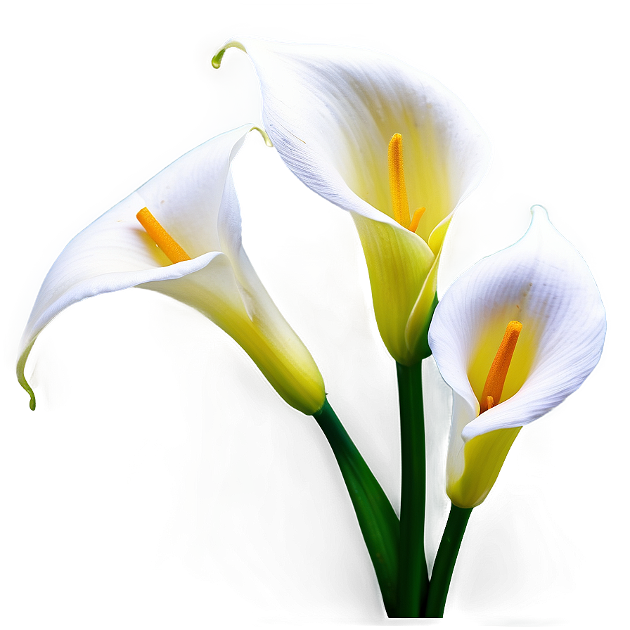 Calla Lily Background Png 63