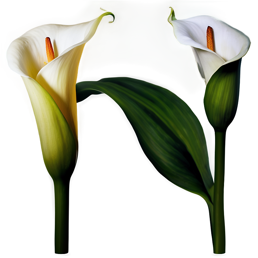 Calla Lily Flower Png Euq36