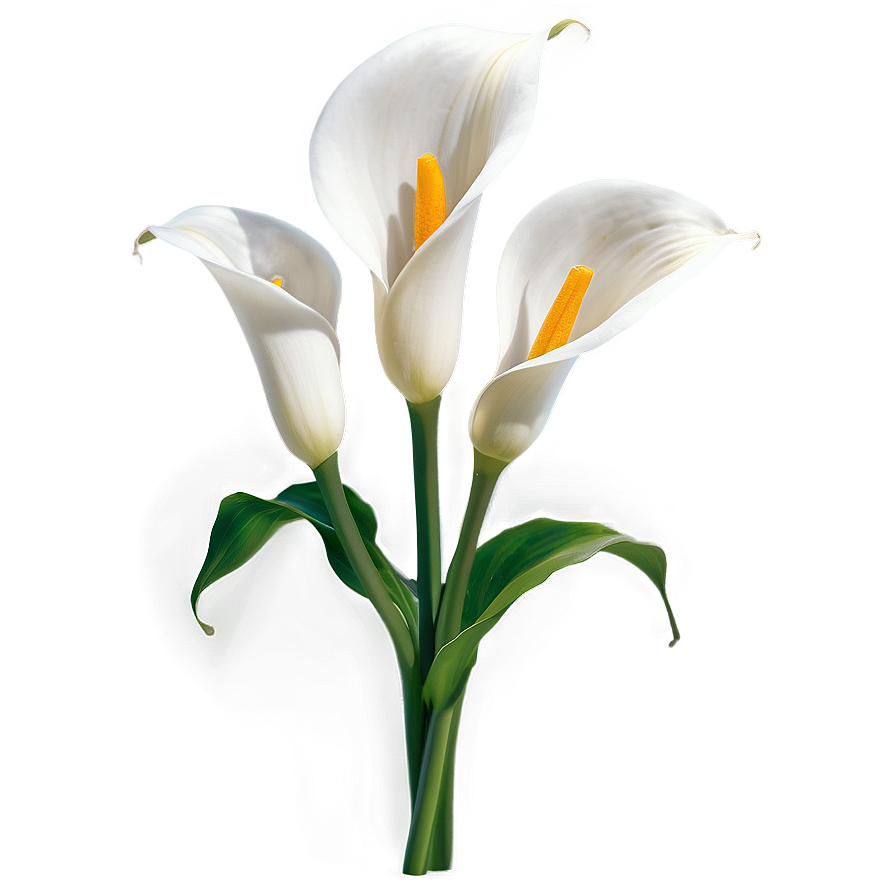 Calla Lily Flower Transparent Png 95