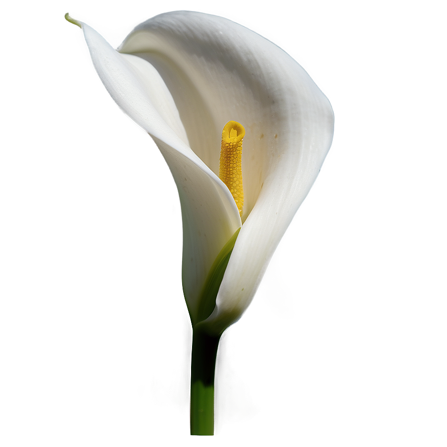 Calla Lily Flower Transparent Png Phj