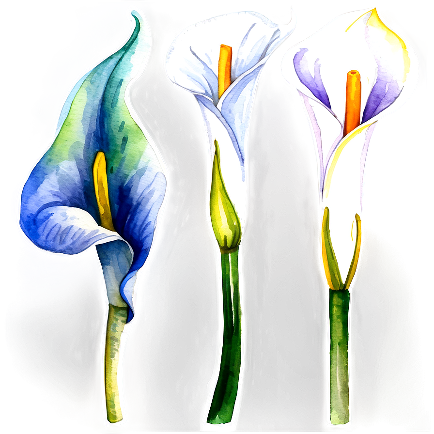 Calla Lily Watercolor Png Uun