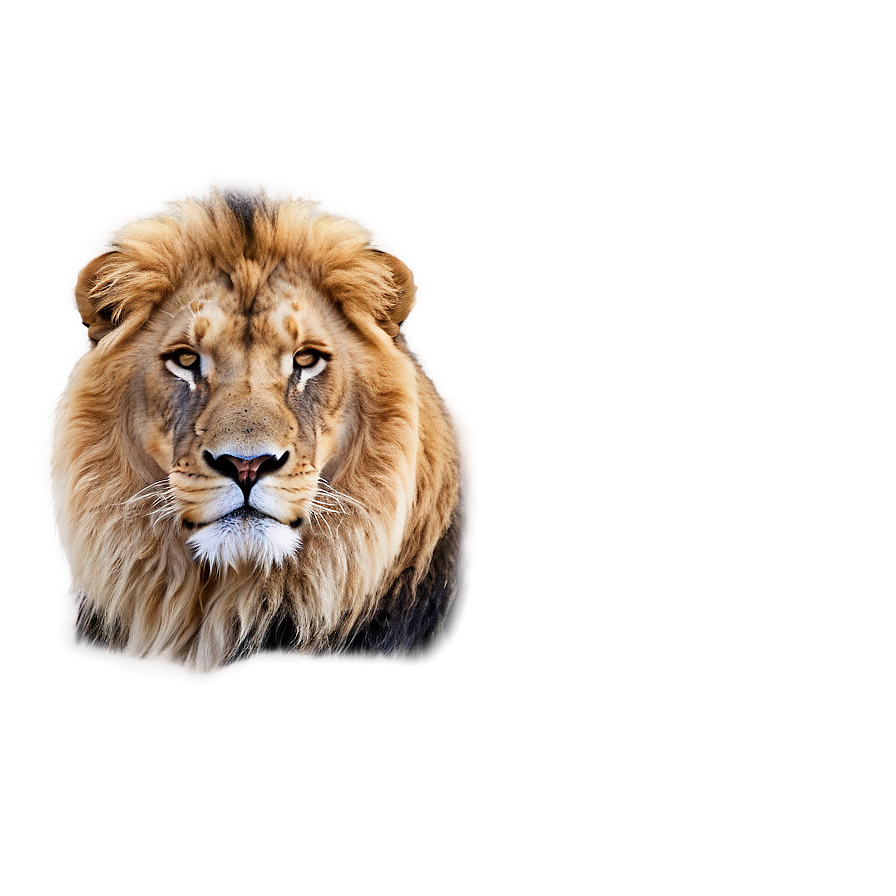 Calm Lion Face Png 94