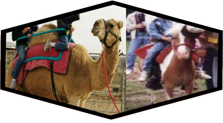 Camel And Pony Rides - Arabian Camel, HD Png Download PNG with transparent background