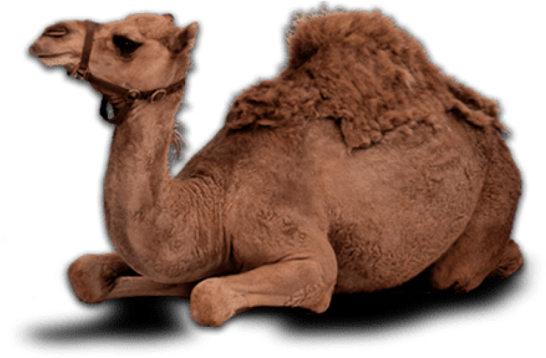 Camel Eid Png, Transparent Png PNG with transparent background
