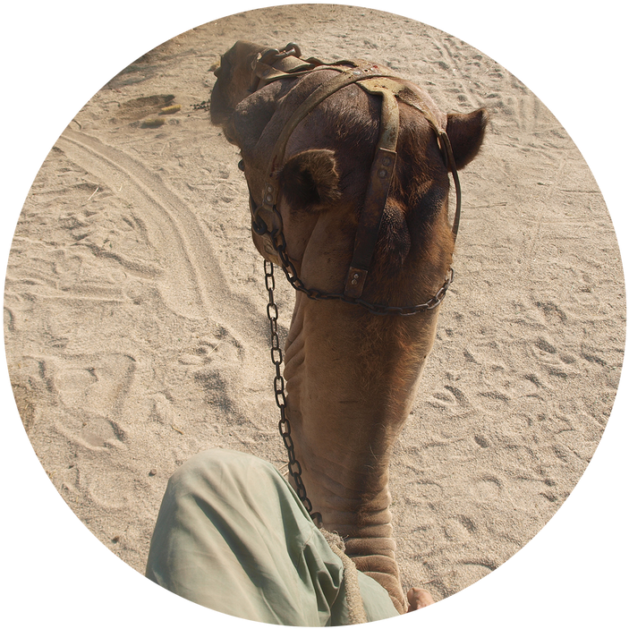 Camel For Your Film In Almeria, Spain - Arabian Camel, HD Png Download PNG with transparent background