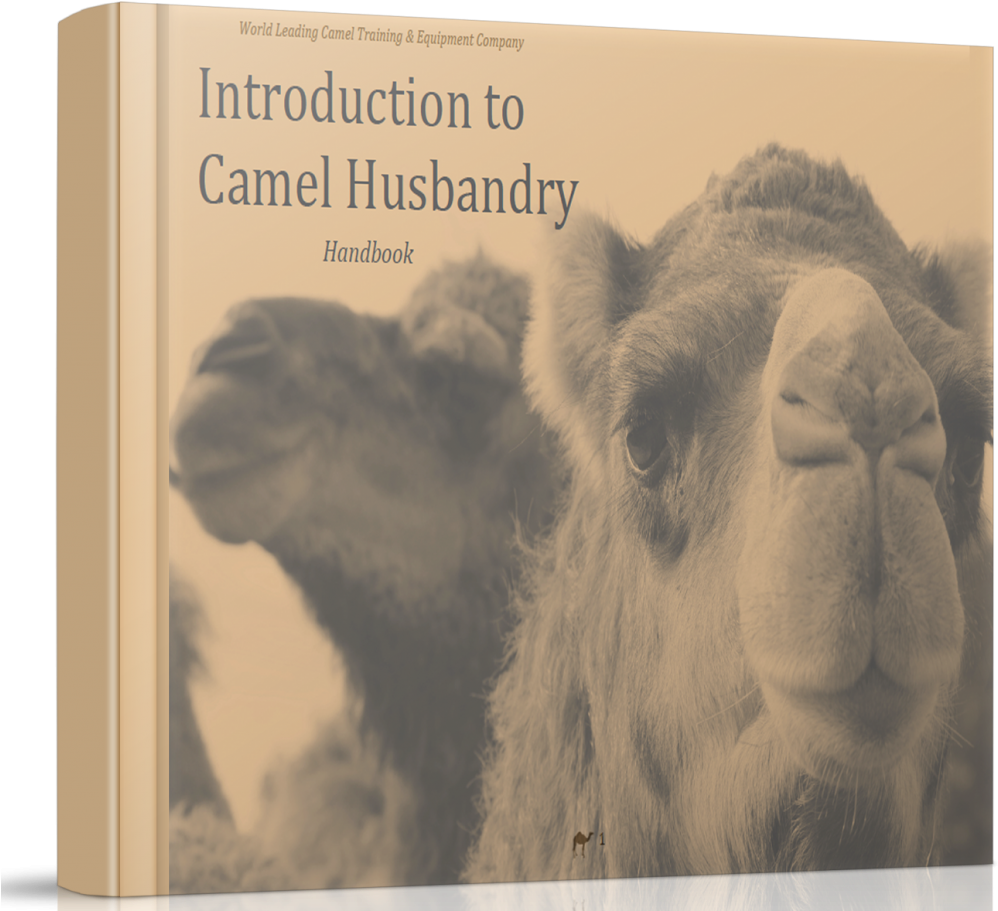 Camel Husbandry Book How To Care For Camels - Bactrian Camel, HD Png Download PNG with transparent background