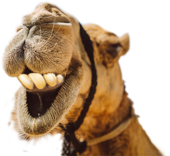 Camel Smiling With Teeth, HD Png Download PNG with transparent background