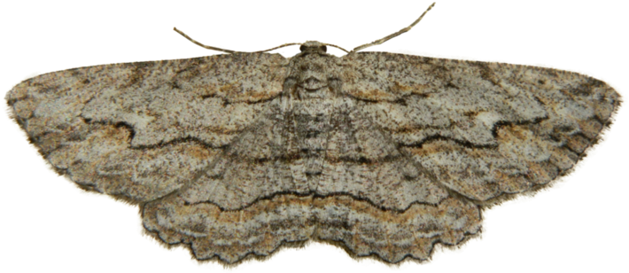 Camouflaged Moth Transparent Background