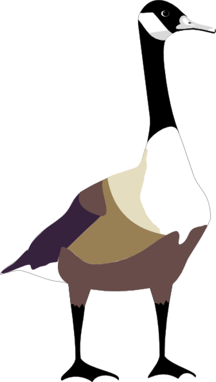 Canada Goose Illustration.png