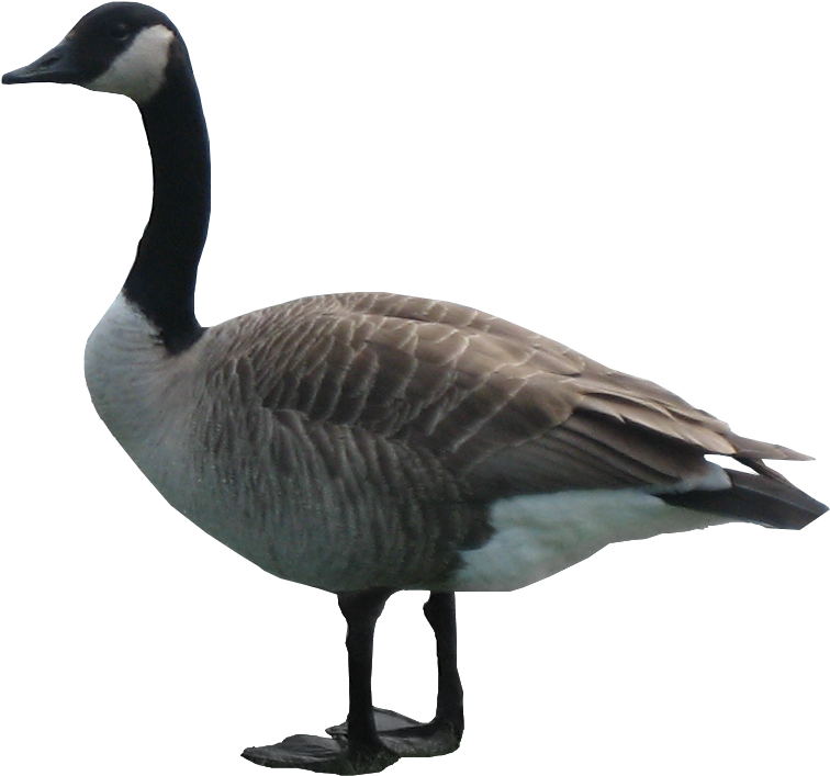 Canada Goose Profile