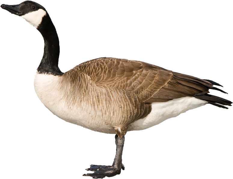 Canada Goose Profile P N G