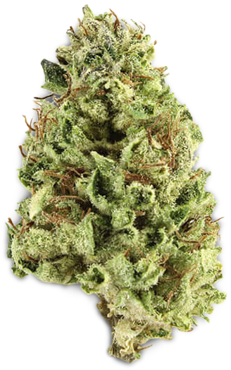 Cannabis Bud Closeup