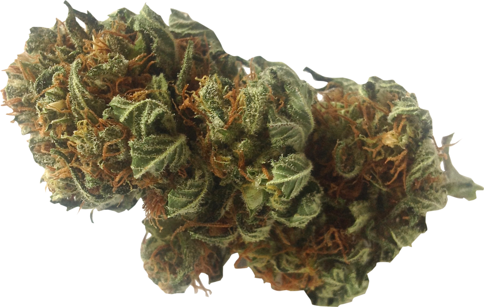 Cannabis Bud Closeup.png