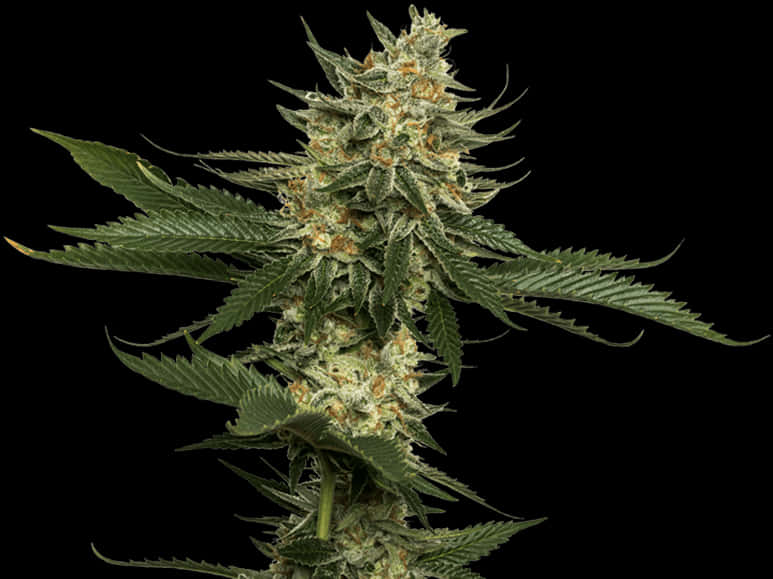 Cannabis Flower Closeup