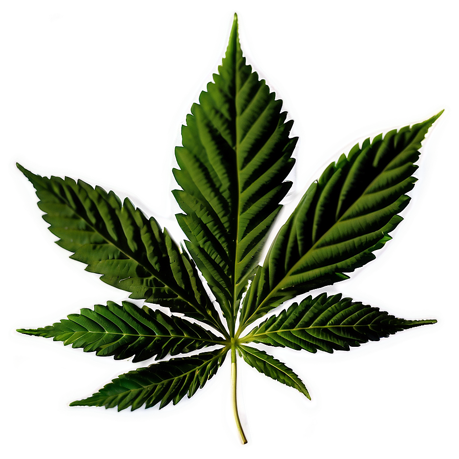 Cannabis Indica Leaf PNG 41 PNG with transparent background