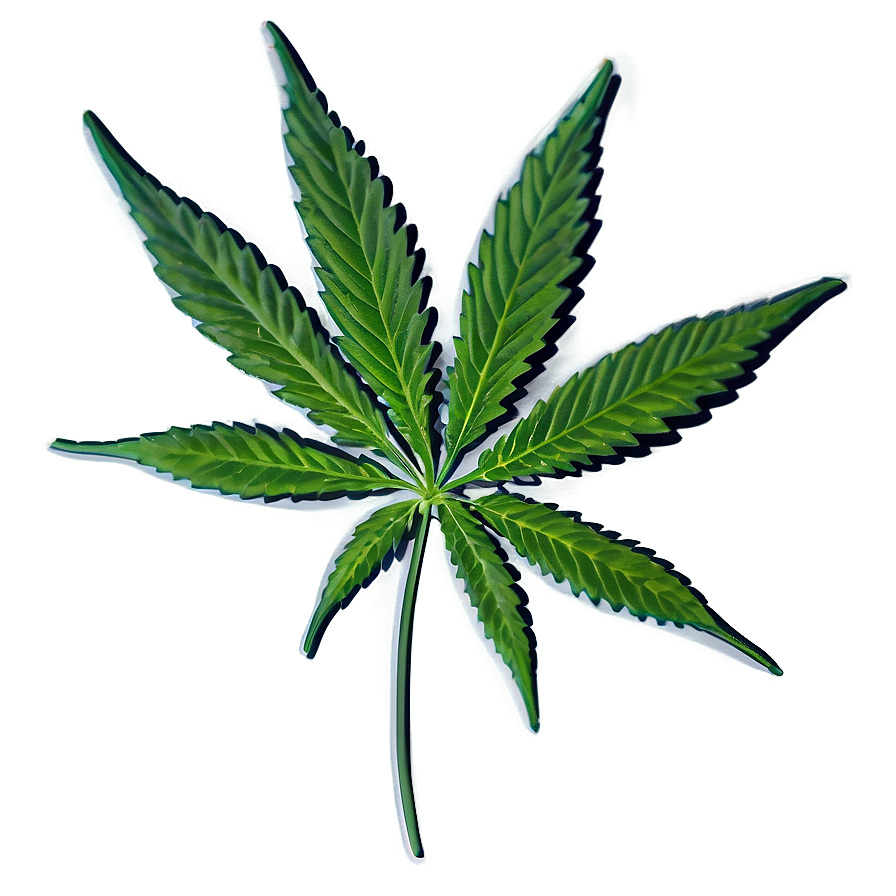 Cannabis Indica Leaf PNG 98 PNG with transparent background