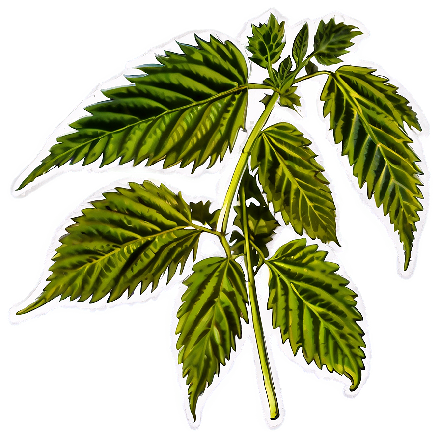 Cannabis Indica Leaf PNG ykb66 PNG with transparent background