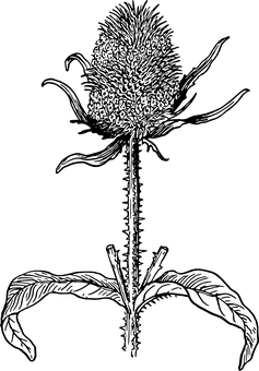Cannabis Leaf Black Background PNG with transparent background