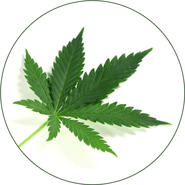 Cannabis Leaf Circle Background