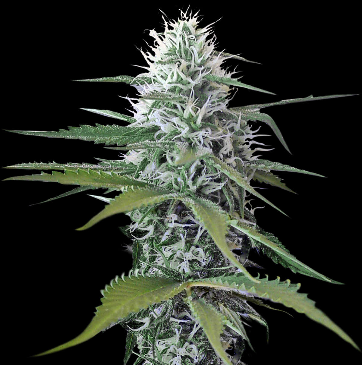 Cannabis Plant Closeup.jpg