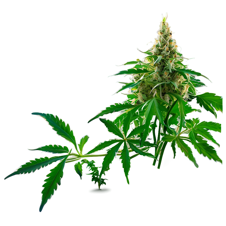 Cannabis Plant PNG 05032024 PNG with transparent background