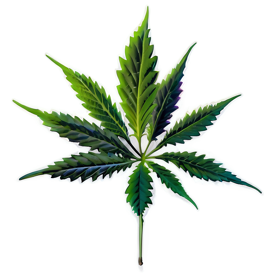 Cannabis Plant PNG 15 PNG with transparent background