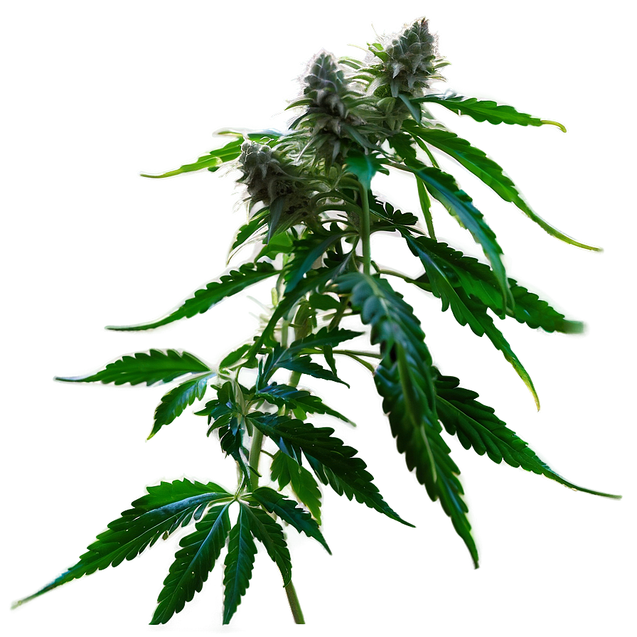 Cannabis Plant PNG phq PNG with transparent background