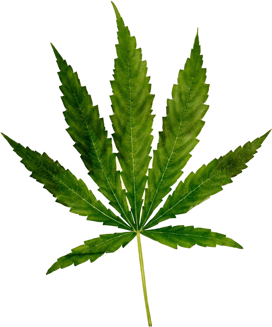 Cannabis Sativa Leaf.png