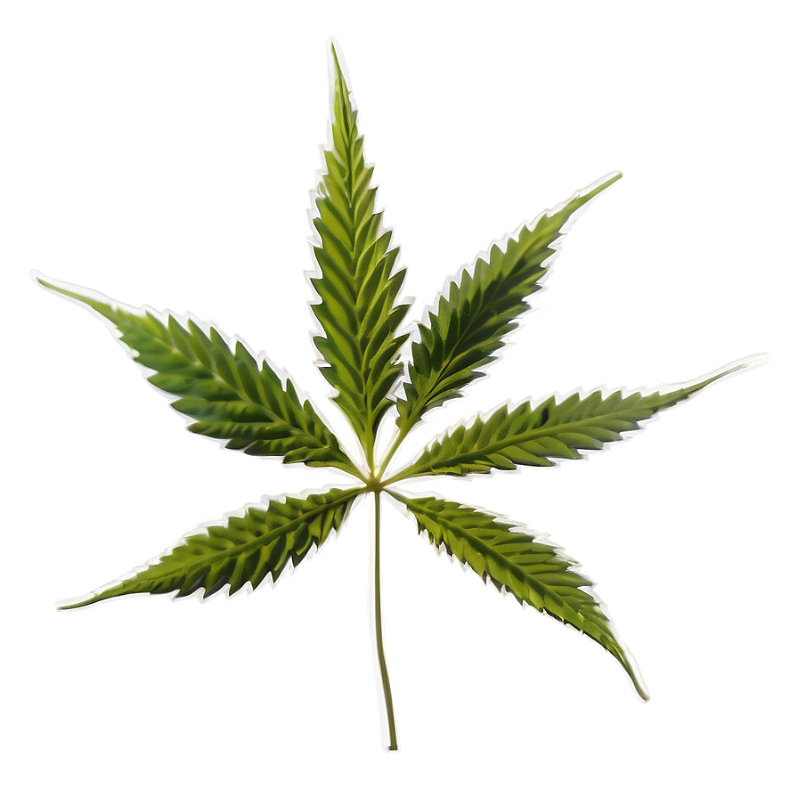 Cannabis Sativa Plant PNG 14 PNG with transparent background