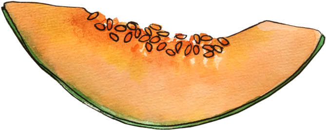 Cantaloupe Slice Illustration