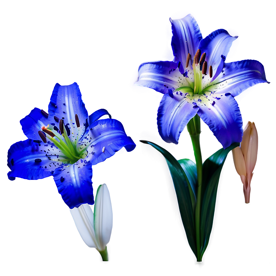 Captivating Lily Visual Png Rjo