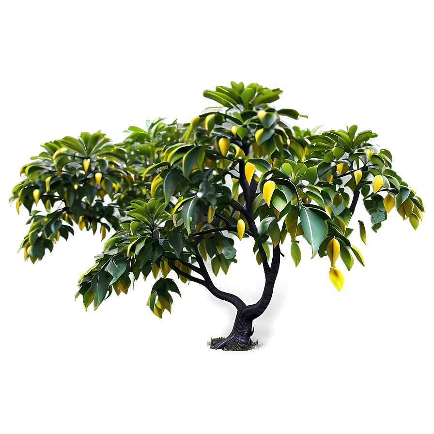 Carambola Tree Png Thx