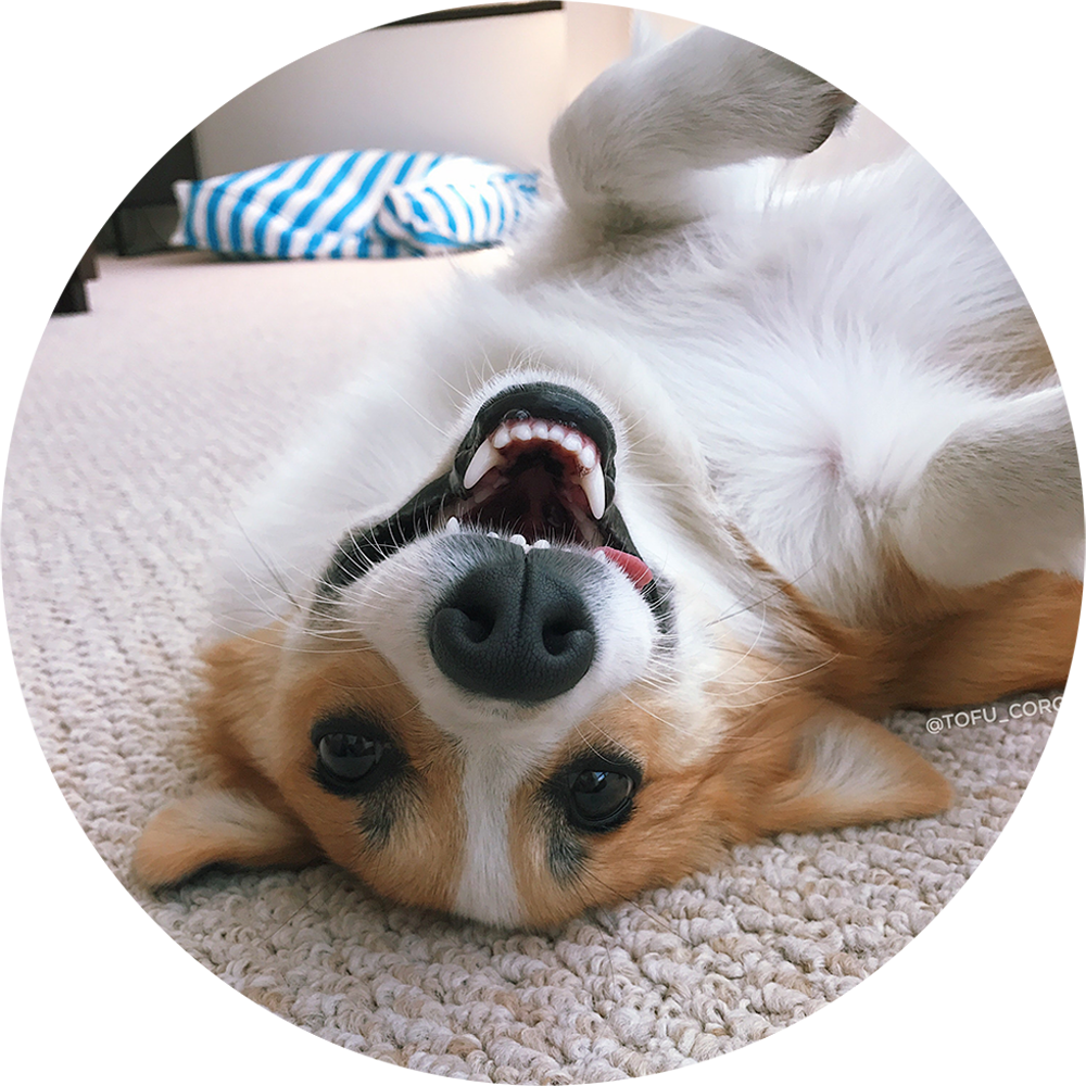 Cardigan Welsh Corgi, HD Png Download PNG with transparent background