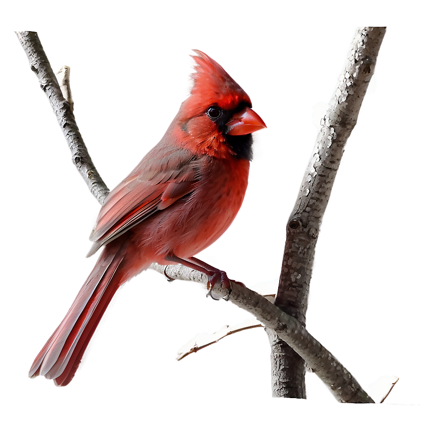 Cardinal Couple Png Lxm92