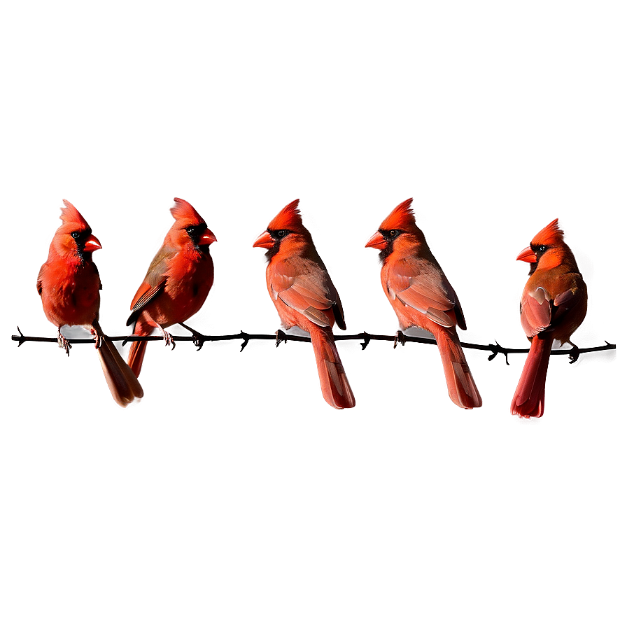 Cardinal Flock Png Oca