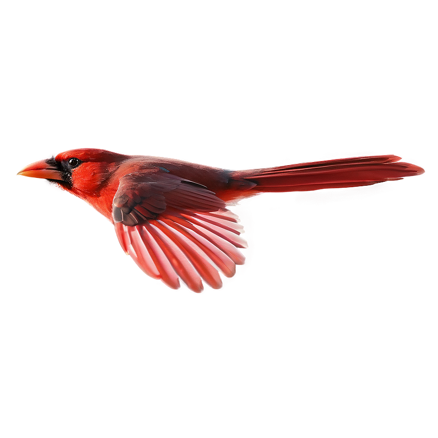 Cardinal Flying Side View Png 45