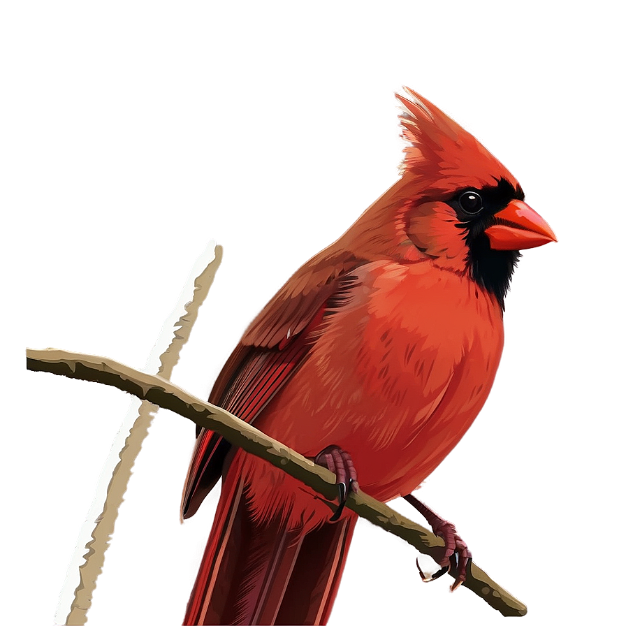 Cardinal Vector Art Png 05242024