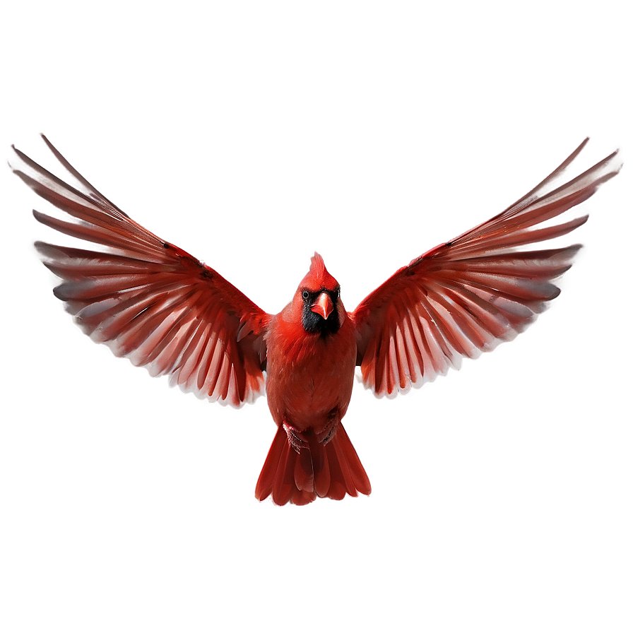 Cardinal Wings Spread Png 06252024