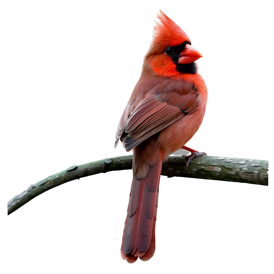 Cardinal With Background Png Umy