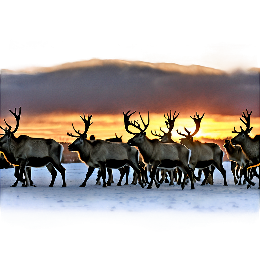 Caribou Herd At Sunset Png Rkm