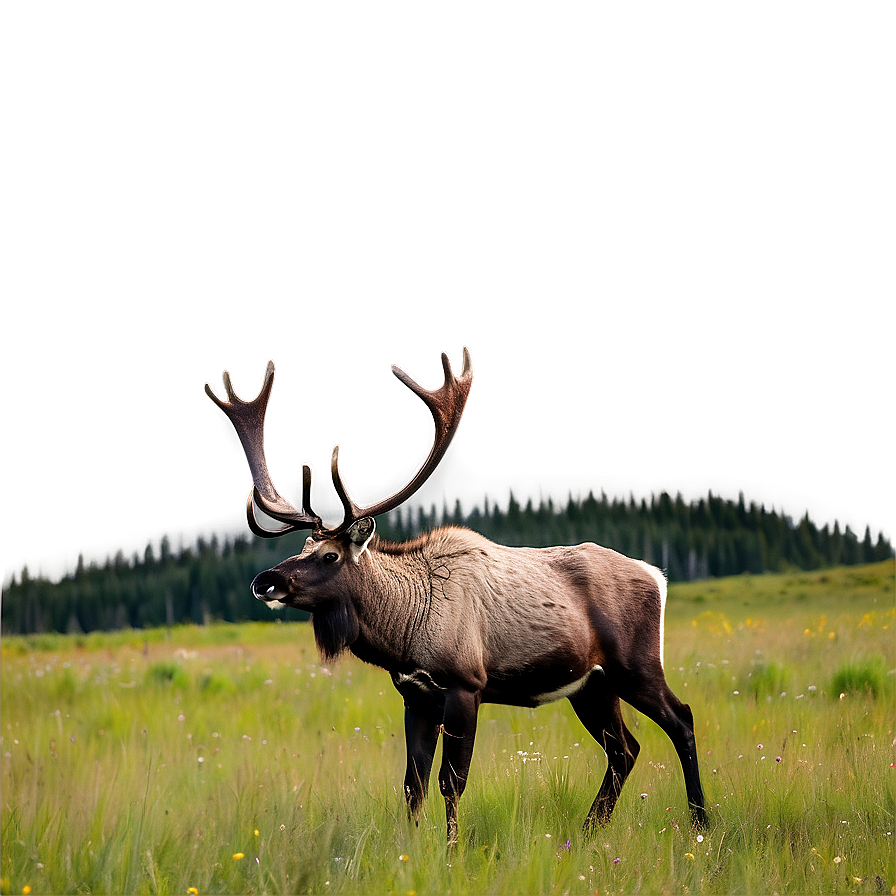 Caribou In Summer Meadow Png Evk88