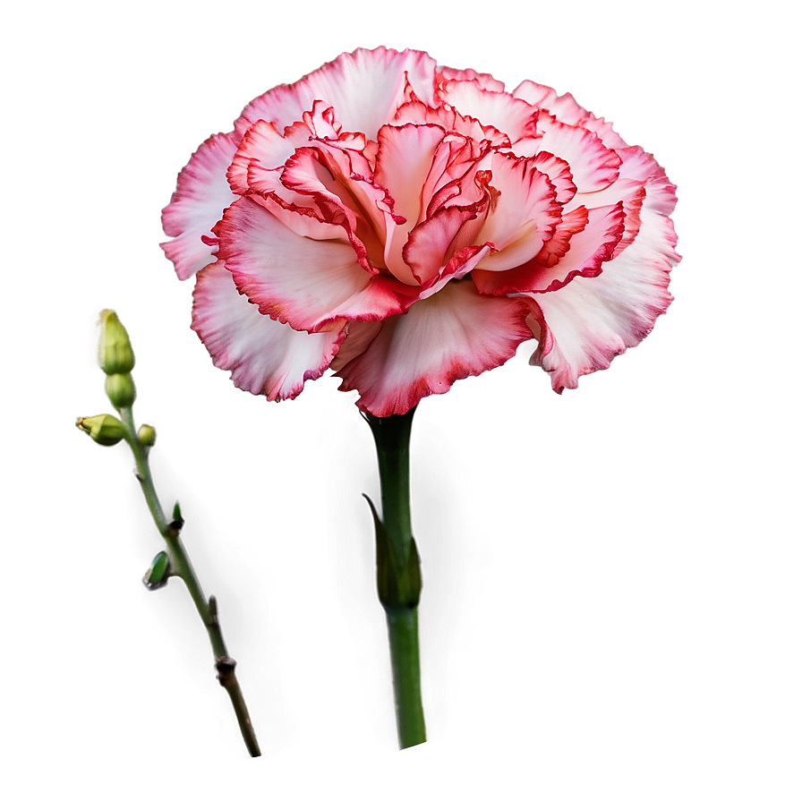 Carnation In Bloom Png 06112024